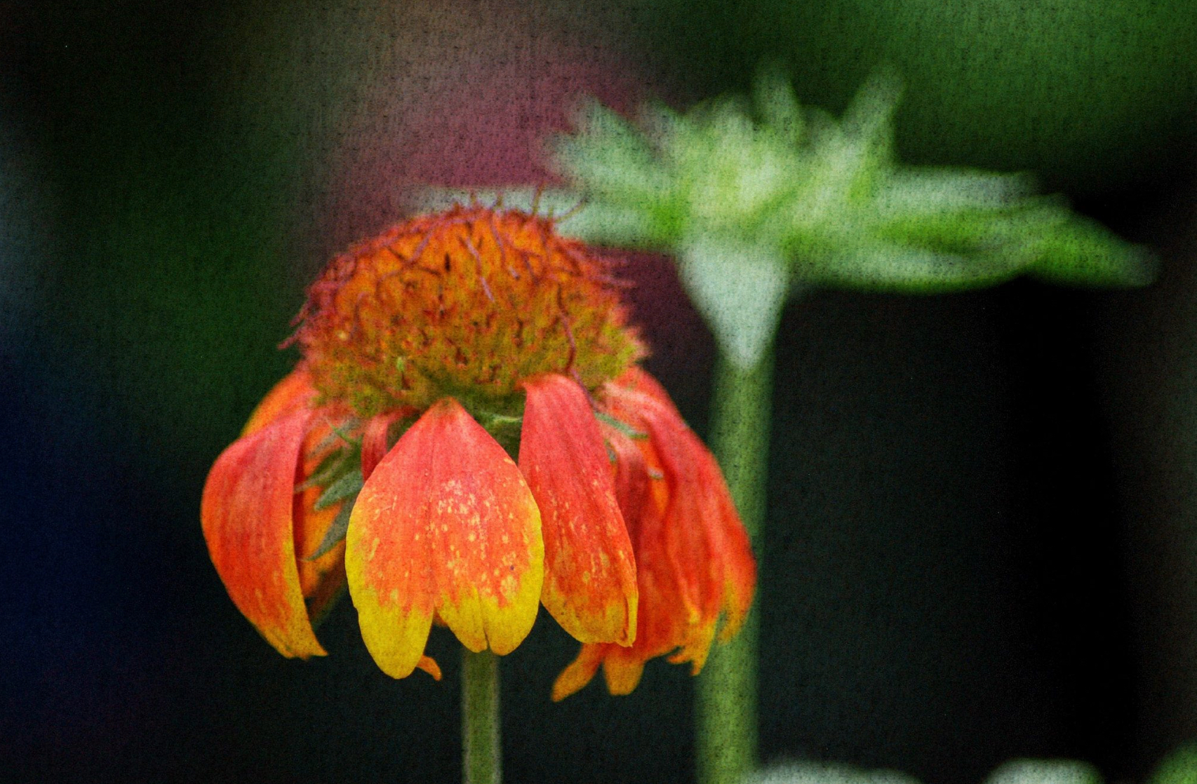 Orange Flower