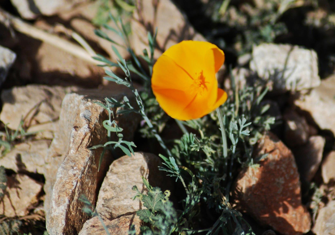 desert flower