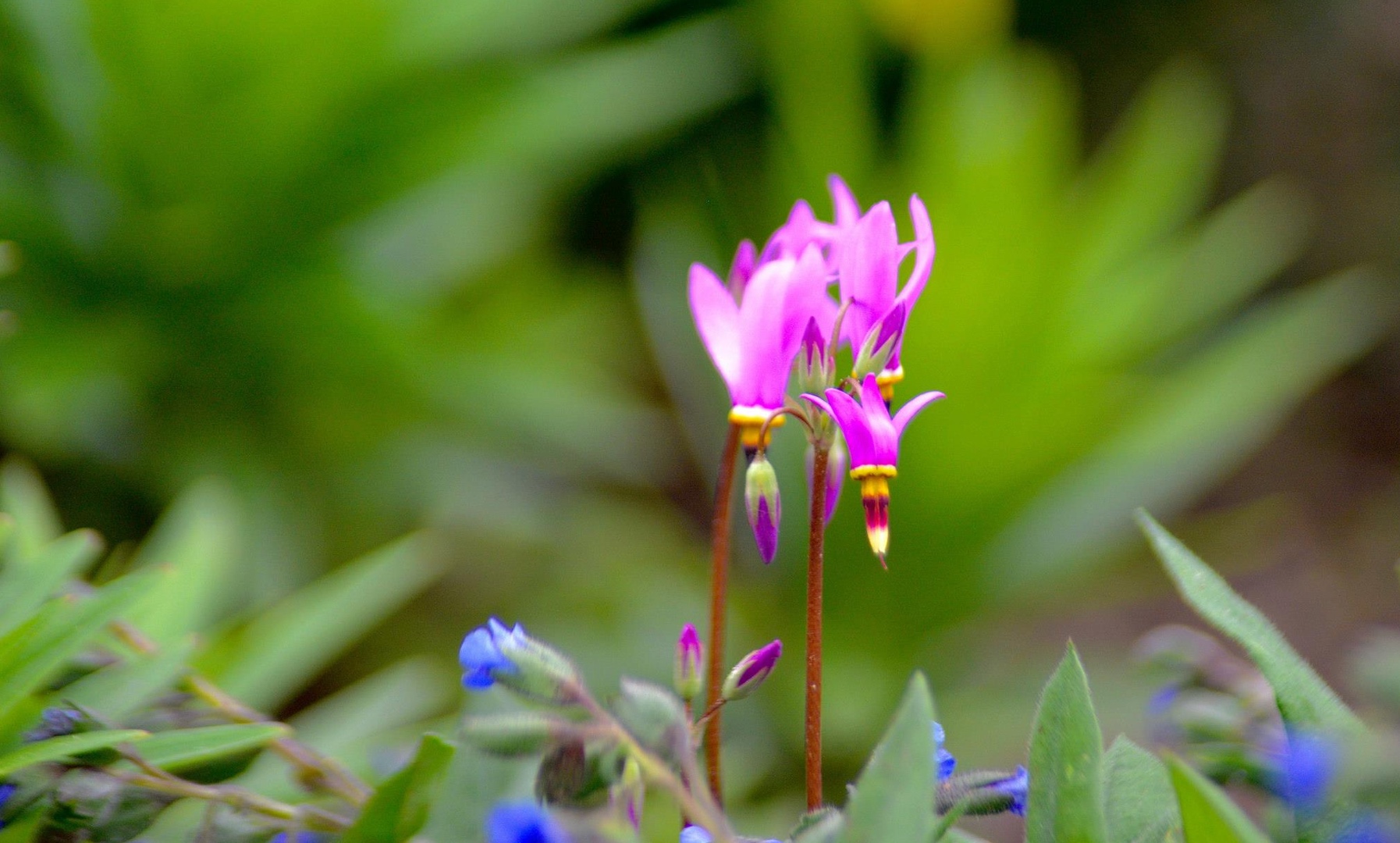 pink flowers - and blue