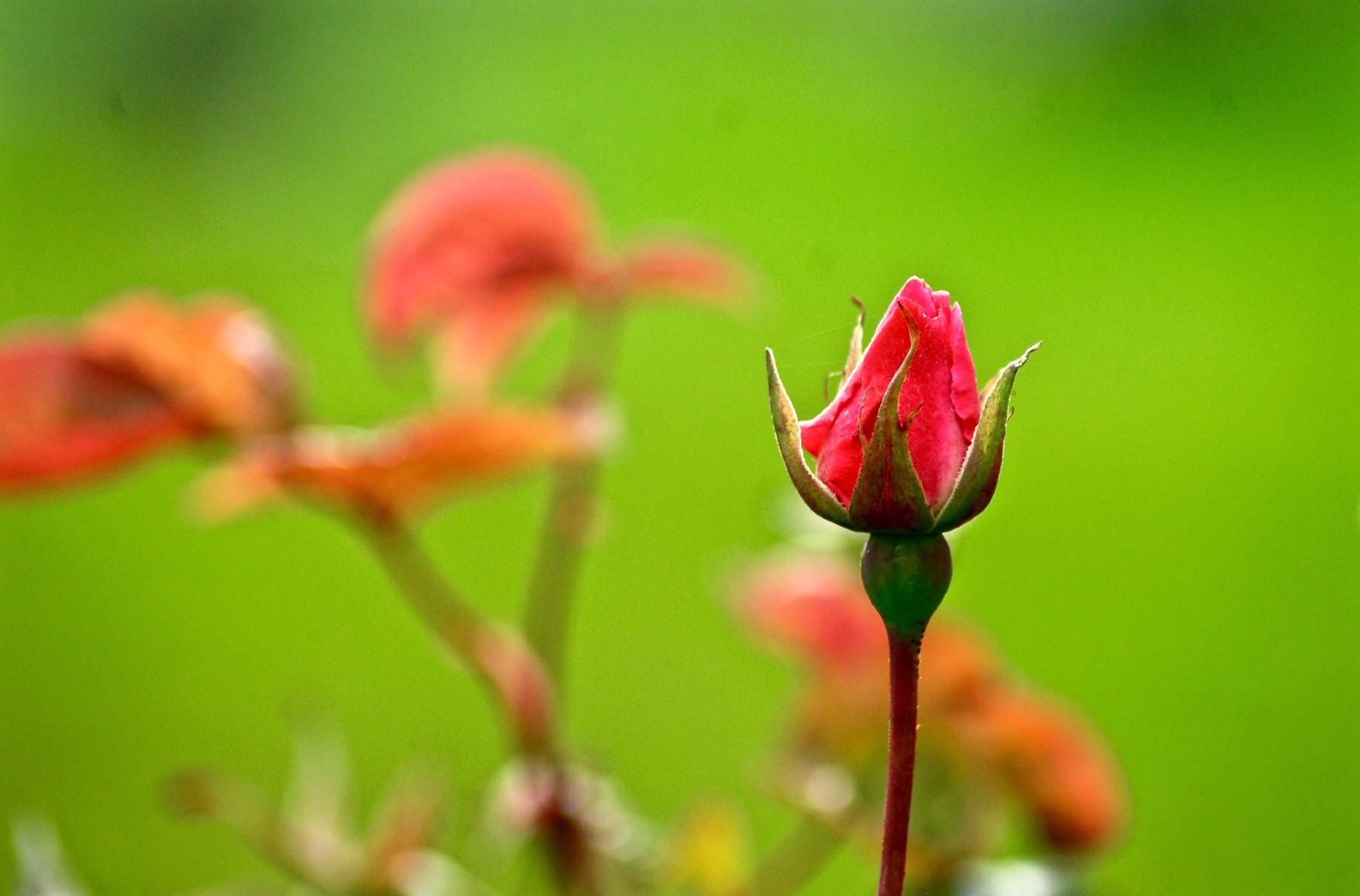 red rose