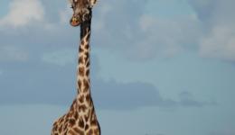 giraffe