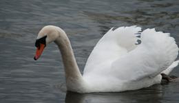 White swan