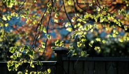 Morning Variegated Light on Trees