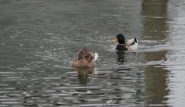 two ducks