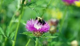 RBG flower and bee