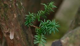 tiny green branch from tree bark