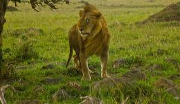 lion at Masai Mara