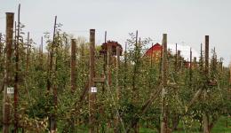 orchard, Meaford, ON