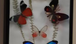 Butterfly Trophies