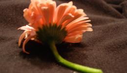 salmon-coloured gerber flower