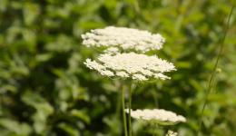 Weed, Wild Carrot