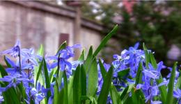 bluebells and fence