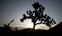 desert silhouettte