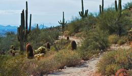 desert path