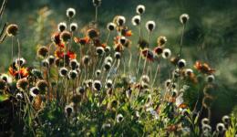 fading fall flowers