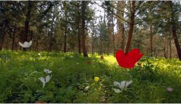 forest and flowers