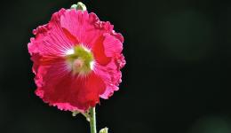 red hollyhock