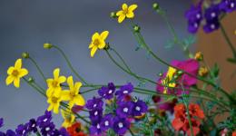 Mixed flowers of Summer