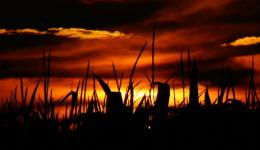 sunrise over fields