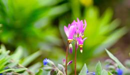 pink flowers