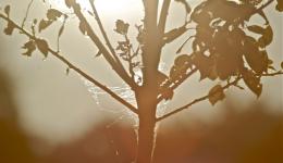 sepia plant light