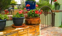 Carnations in Clay Pots