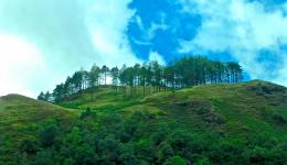 trees on Irish hillside