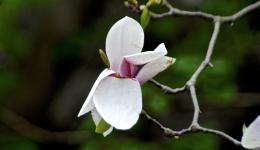 White flower