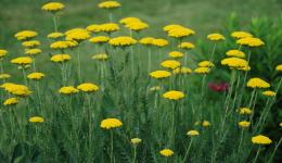 yellow flowers