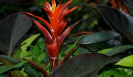 flame plant
