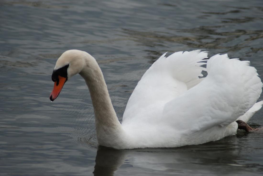 White swan