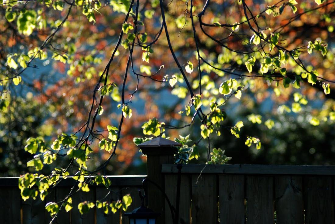 Morning Variegated Light on Trees