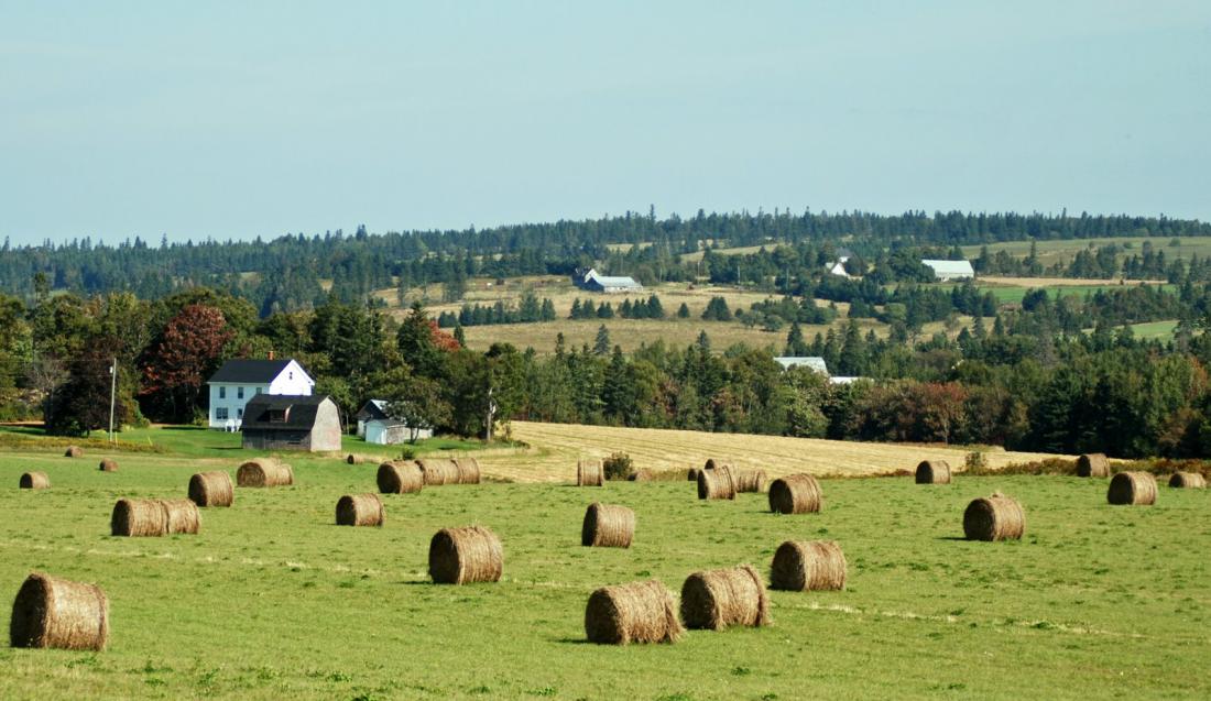 Harvest scene in PEI