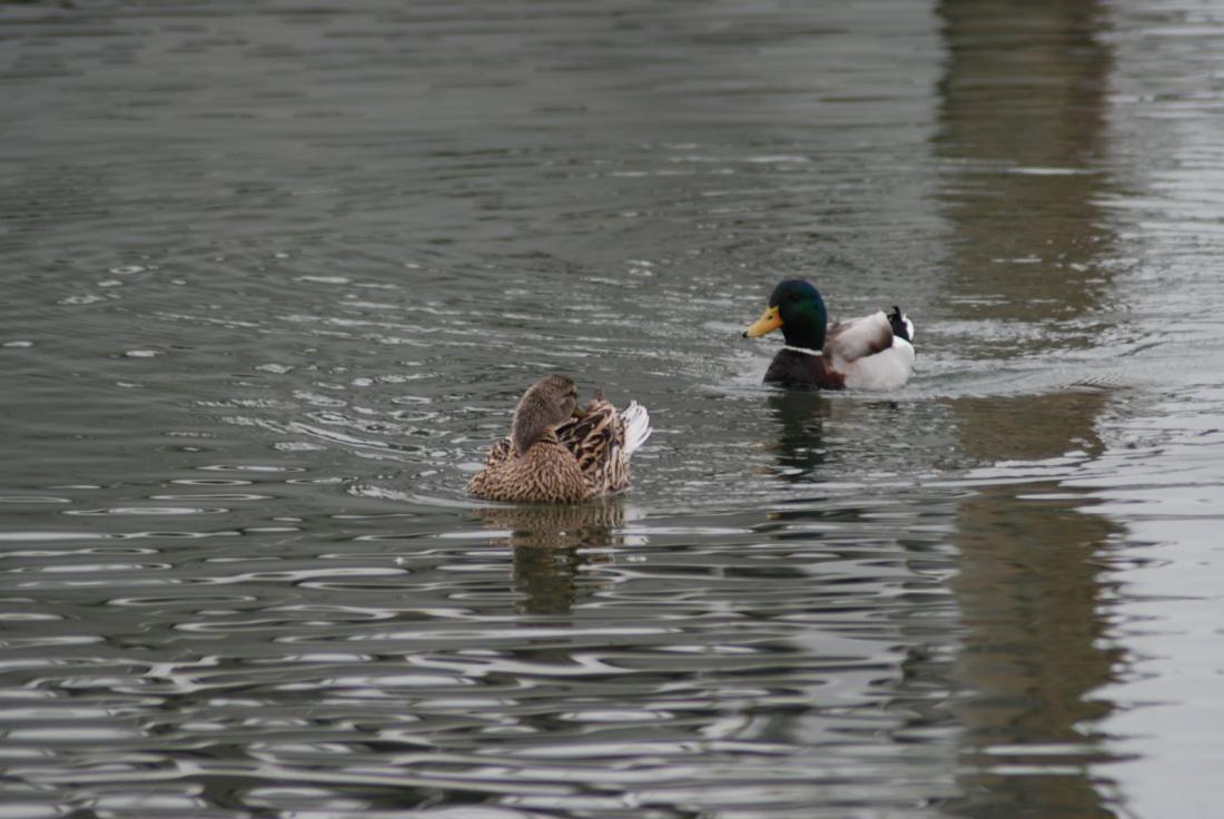 two ducks