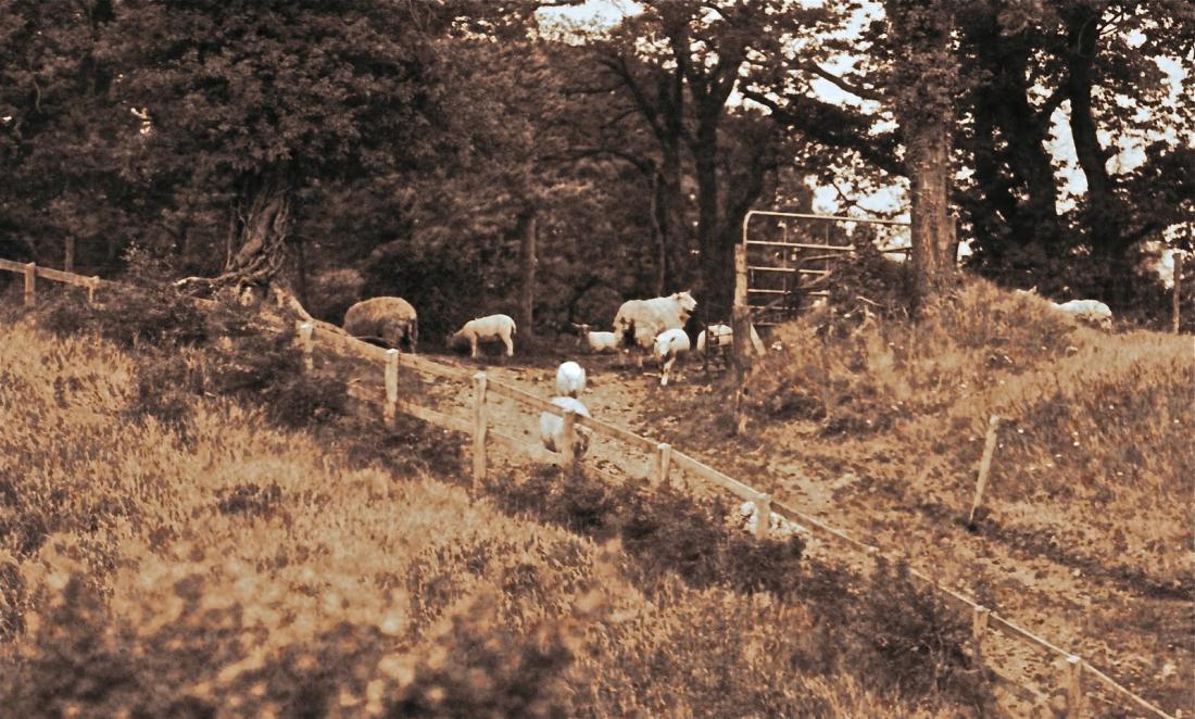 sepia: sheep on Irish hillside