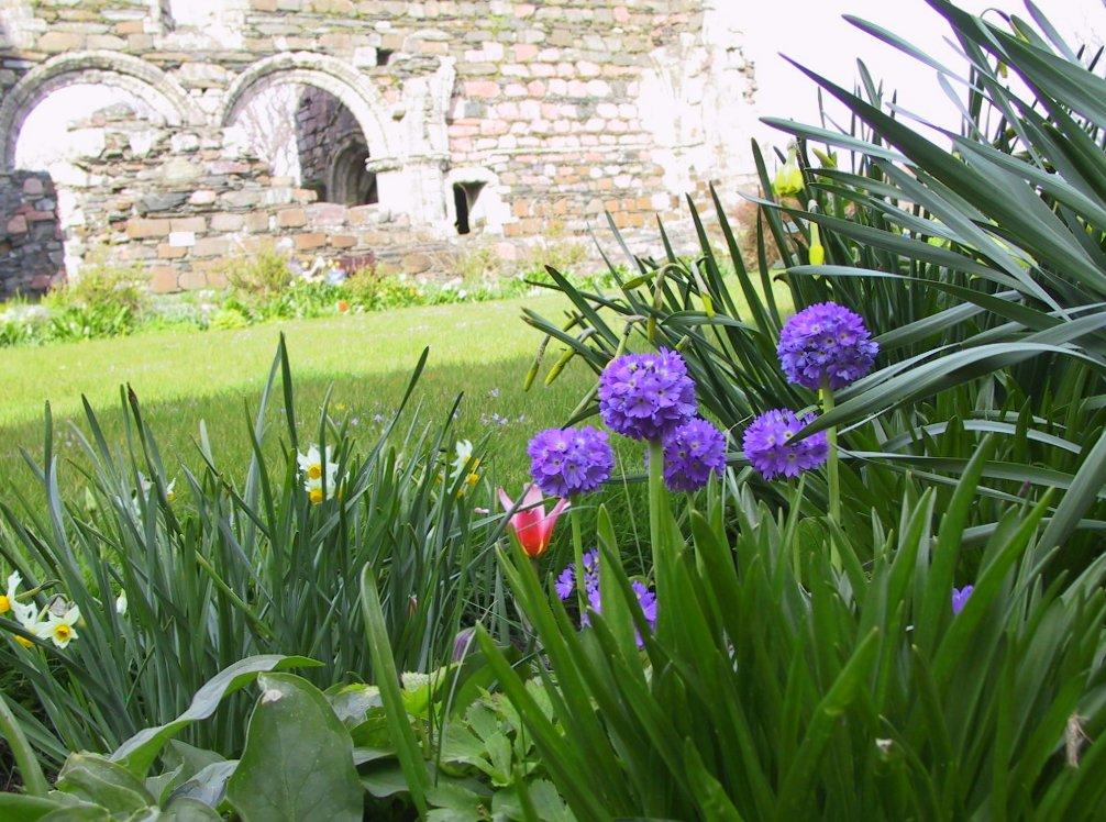 flowers at nunnery ruins, Iona