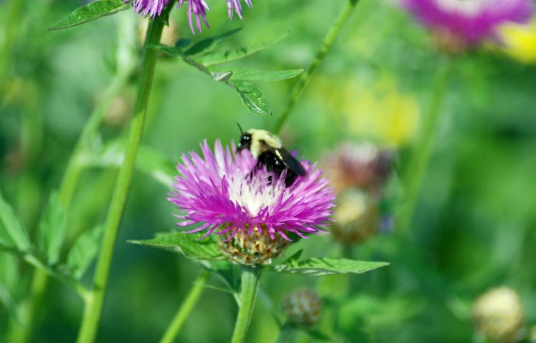 RBG flower and bee