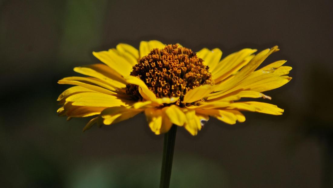 yellow daisy