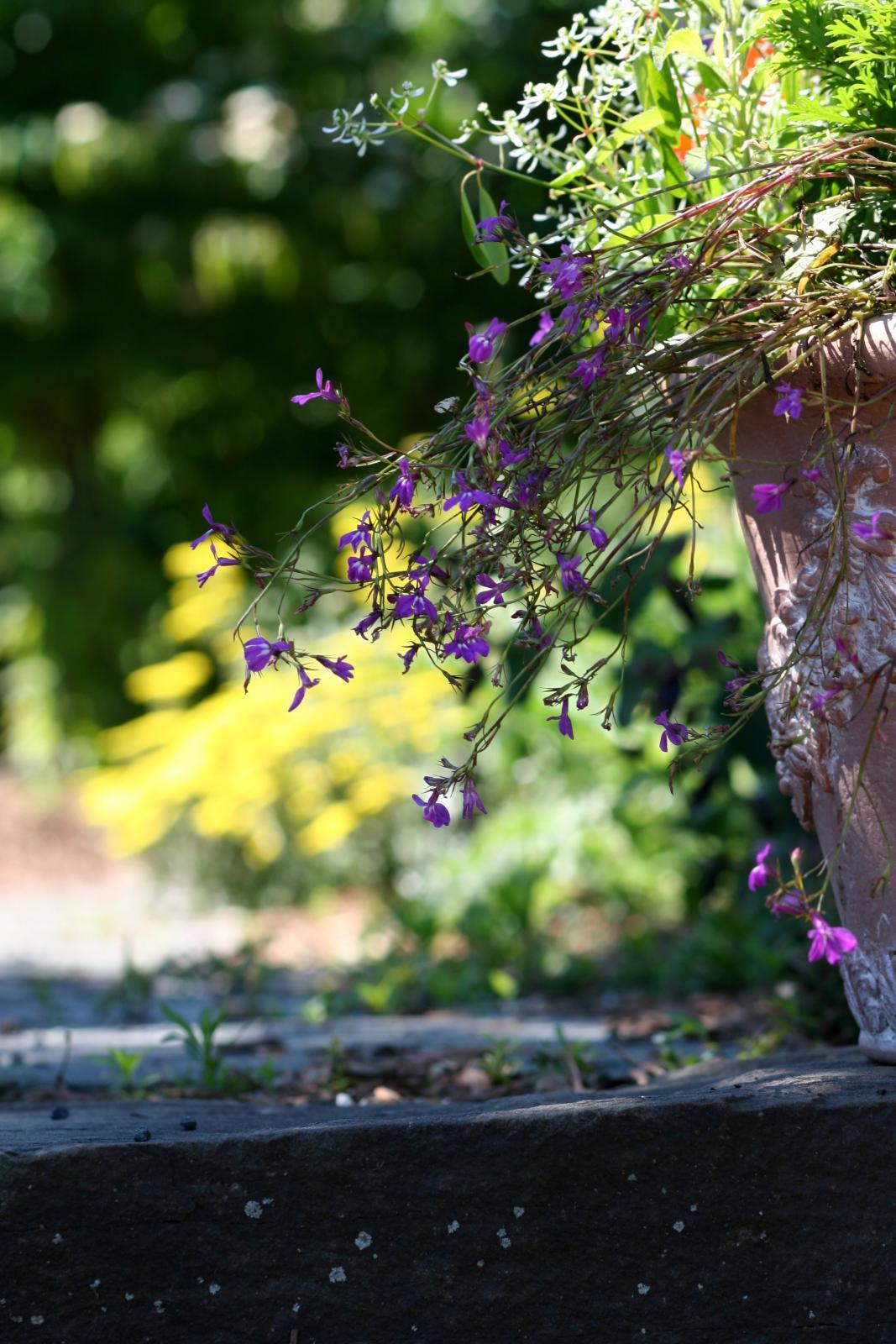 purple flower delight