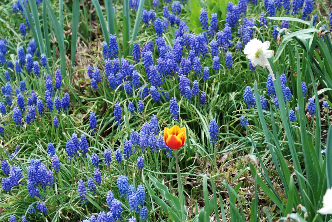 Bluebells and rogue tulip