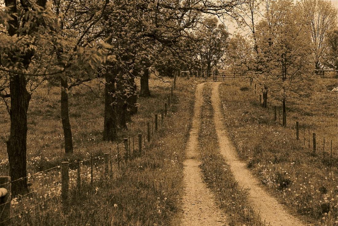 sepia: farm lane - Caledon, Ontario