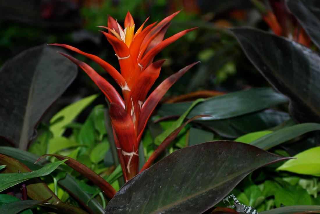 flame plant