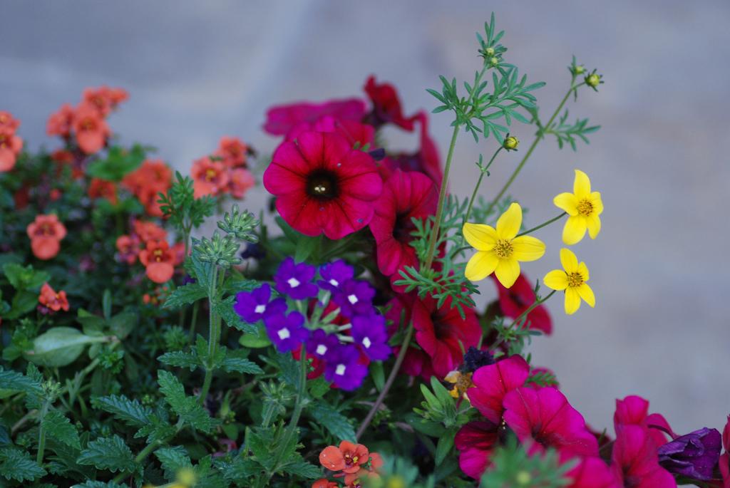 flower variations