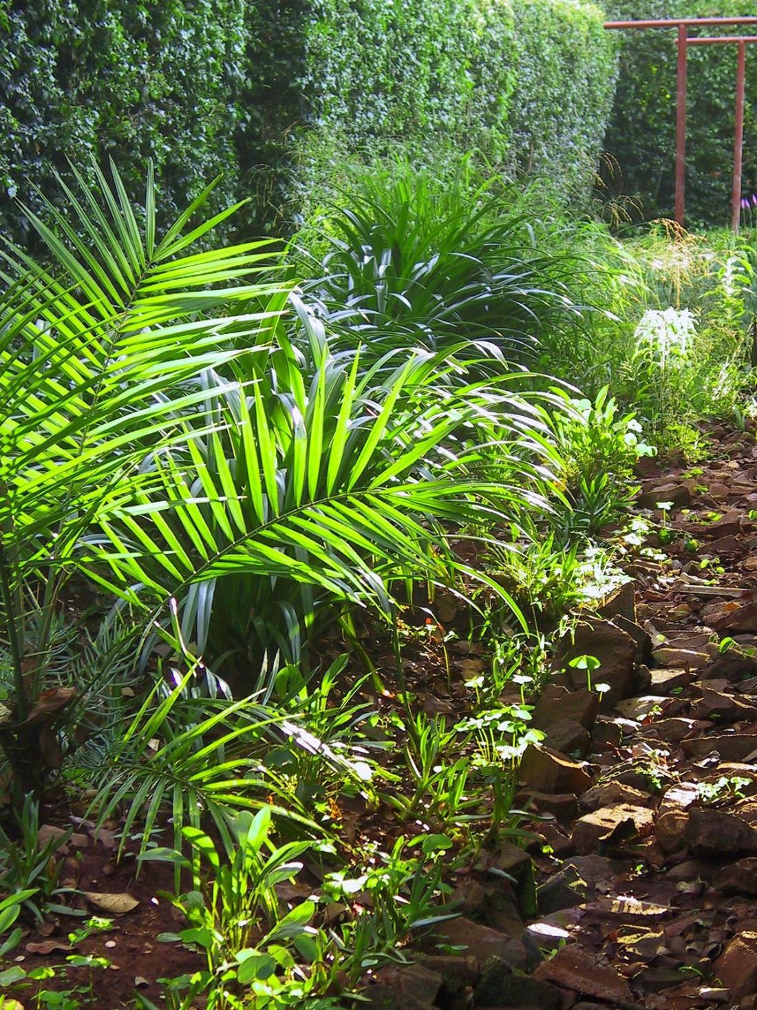 garden ferns