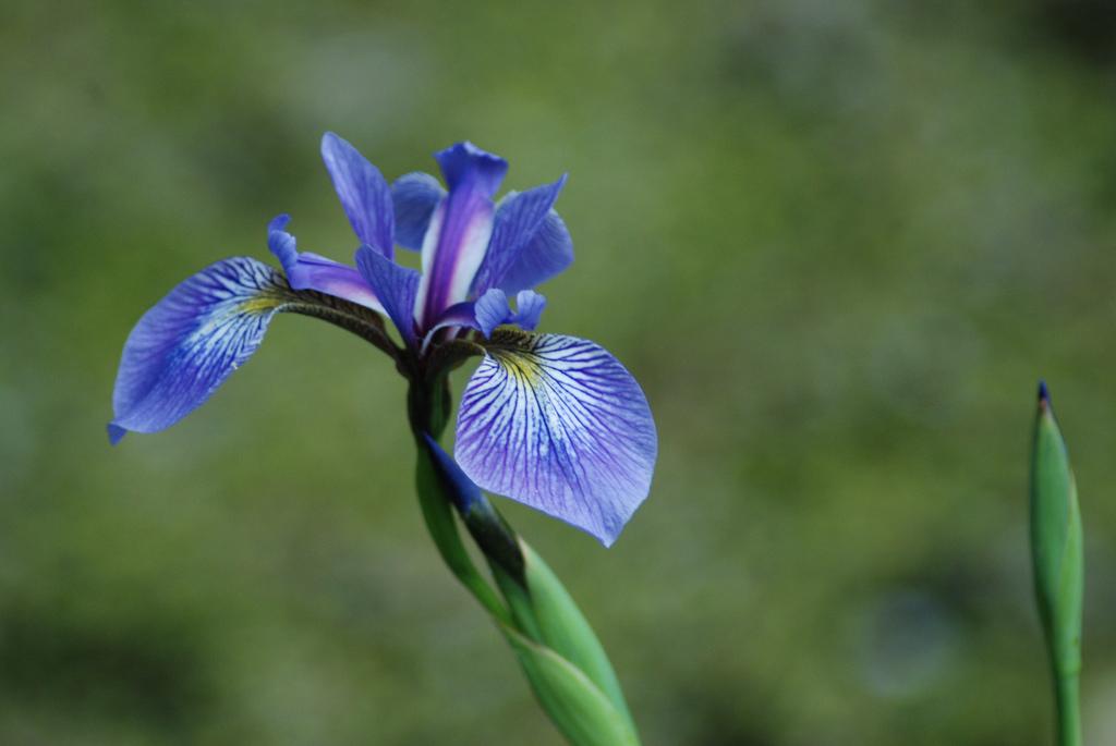 blue iris