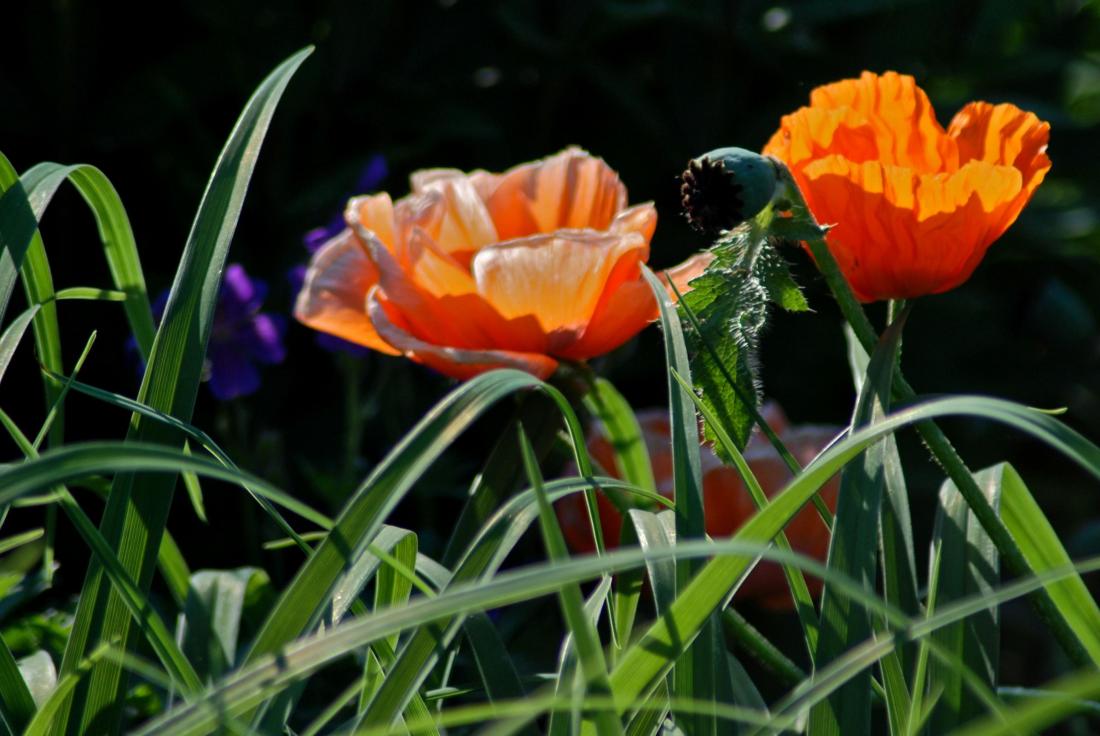 Orange Poppies