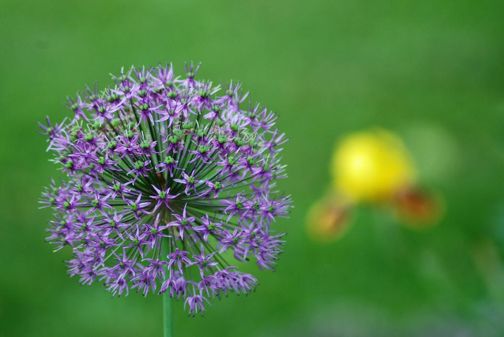 purple beauty