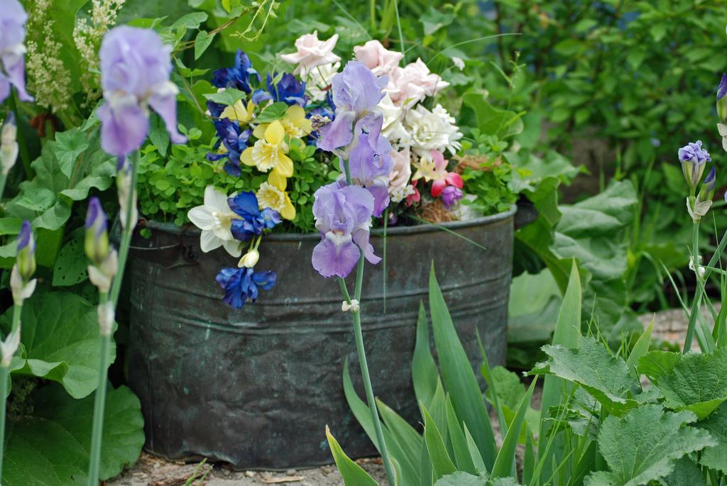 summer flowers