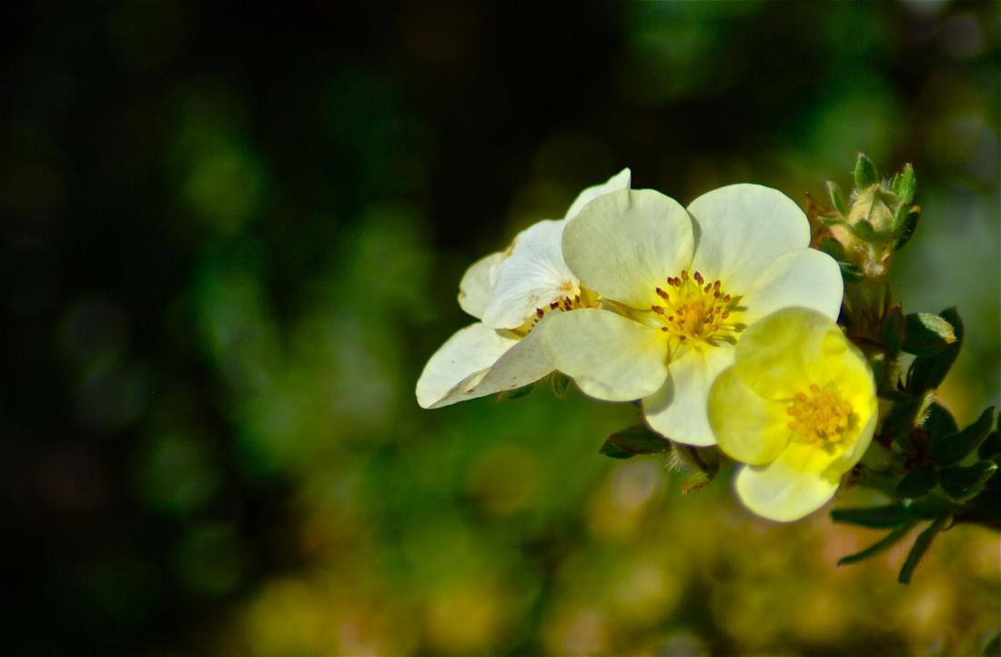 yellow flowers