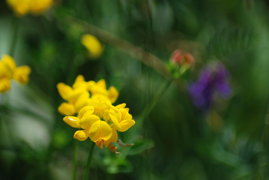 yellow flower